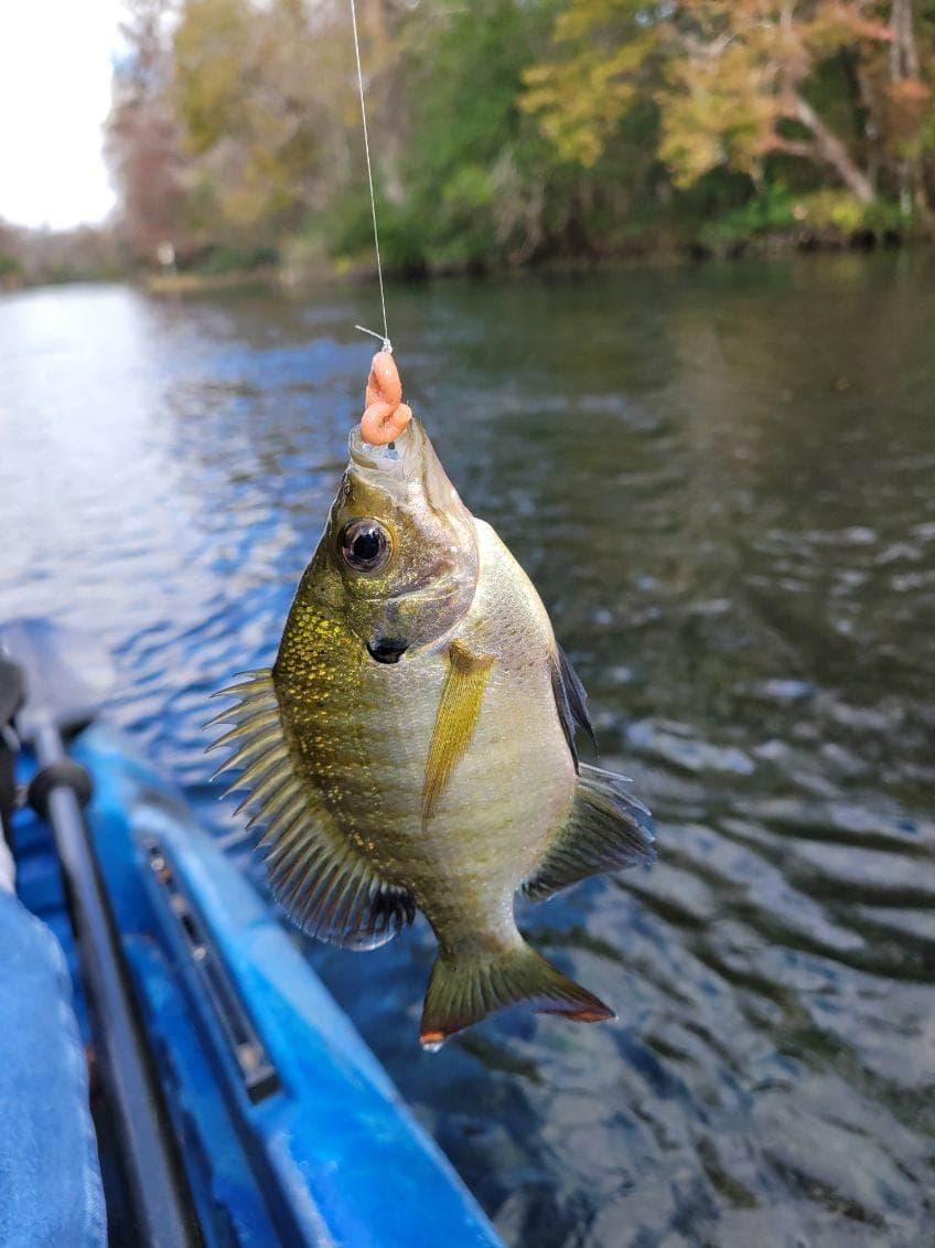 River Angler's Bluegill