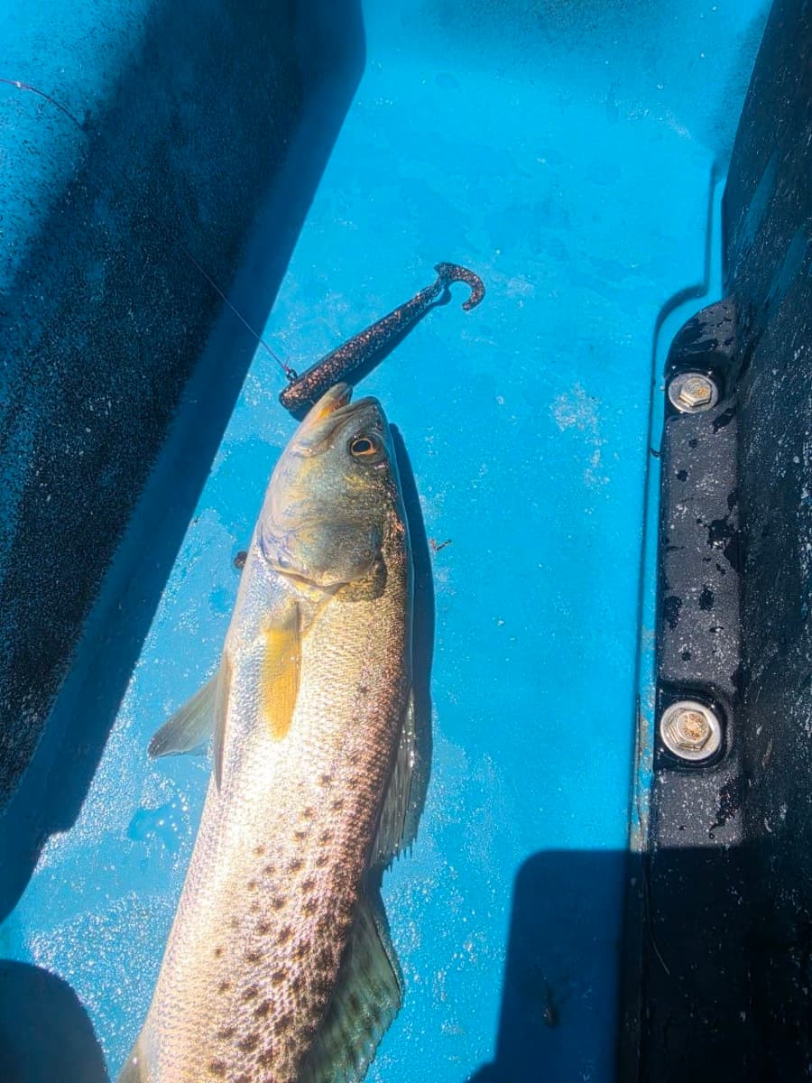 Freshly caught redfish on a kayak