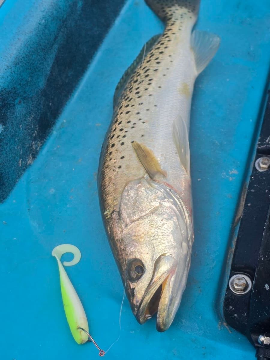Speckled trout catch