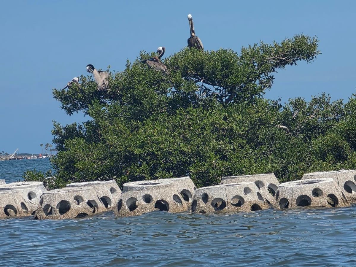 Pelicans on a mangrove island